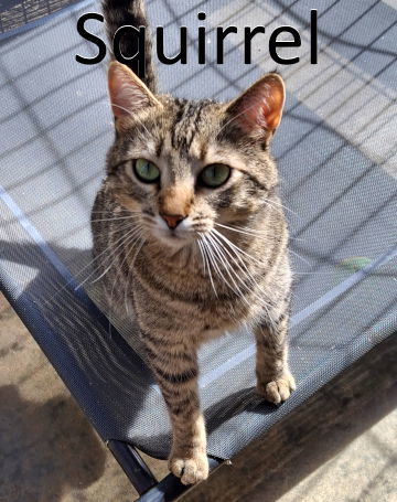 Squirrel, an adoptable Tabby, Domestic Short Hair in Mountain View, AR, 72560 | Photo Image 3