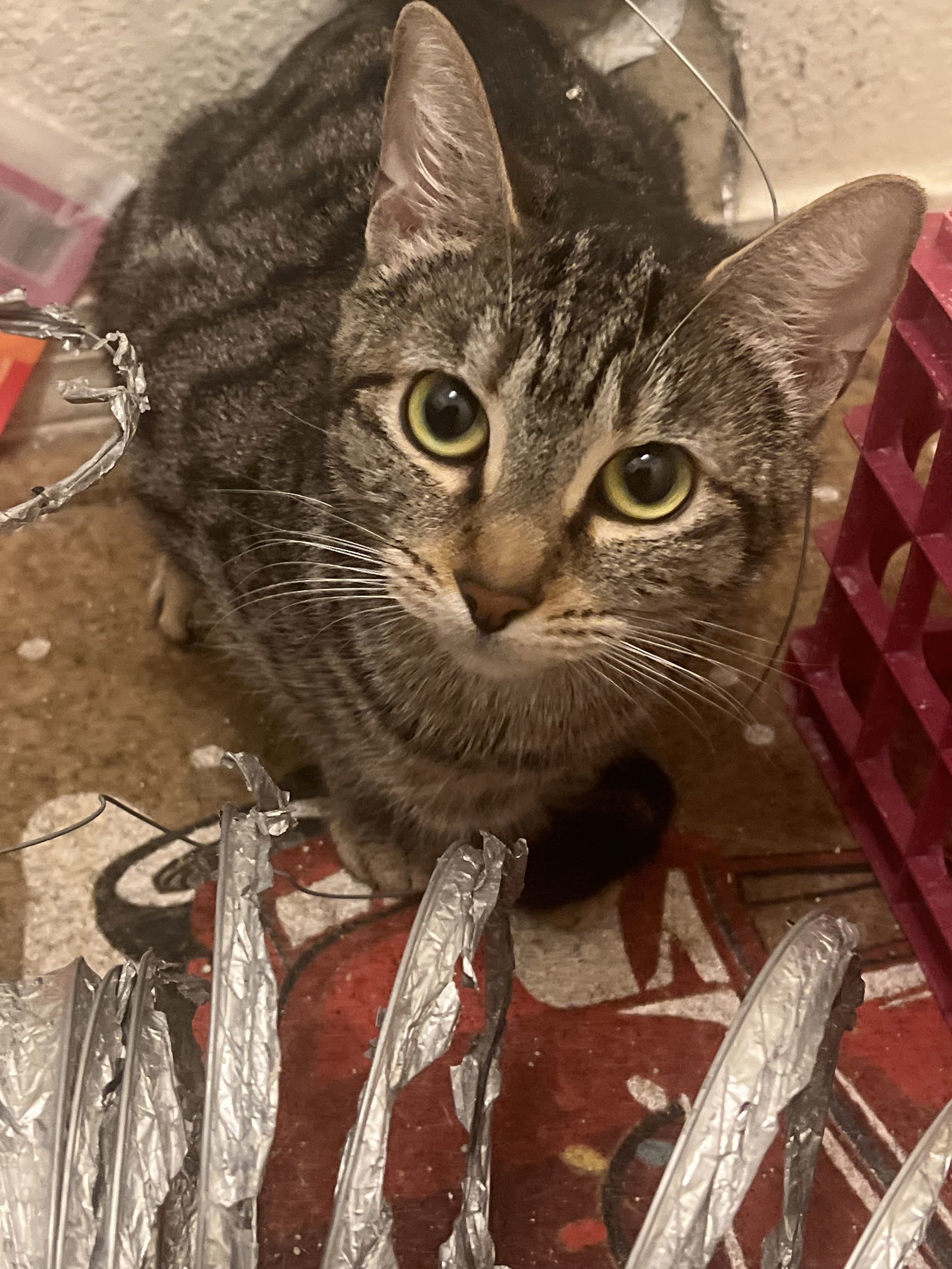 Margot, an adoptable Tabby, Domestic Short Hair in Phoenix, AZ, 85029 | Photo Image 1