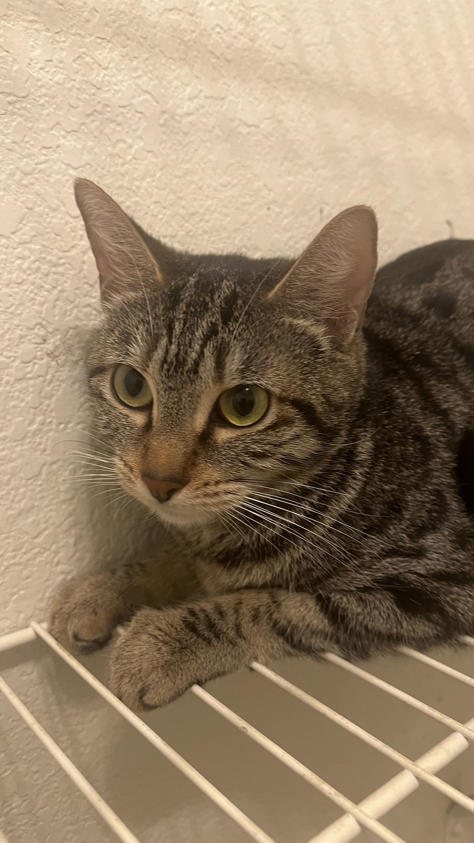 Margot, an adoptable Tabby, Domestic Short Hair in Phoenix, AZ, 85029 | Photo Image 2