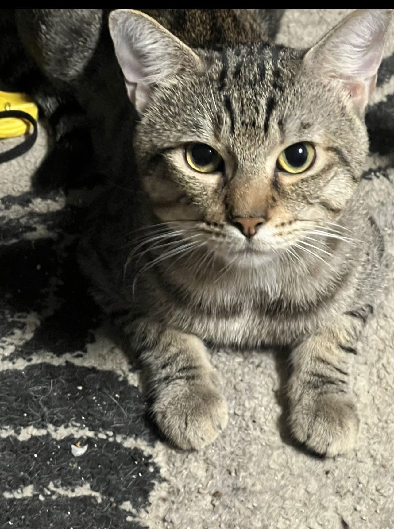 Margot, an adoptable Tabby, Domestic Short Hair in Phoenix, AZ, 85029 | Photo Image 3