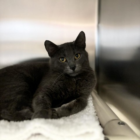 Pinata--In Foster, an adoptable Domestic Short Hair in Fargo, ND, 58102 | Photo Image 1