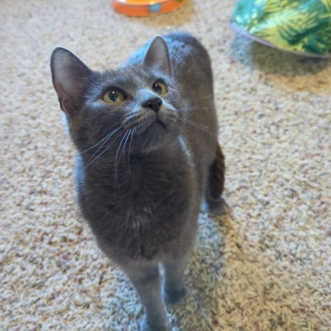 Pinata--In Foster ***ADOPTION PENDING***, an adoptable Domestic Short Hair in Fargo, ND, 58102 | Photo Image 2