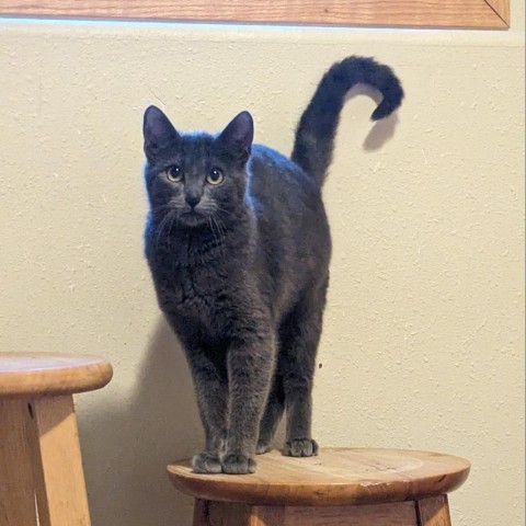 Pinata--In Foster ***ADOPTION PENDING***, an adoptable Domestic Short Hair in Fargo, ND, 58102 | Photo Image 3