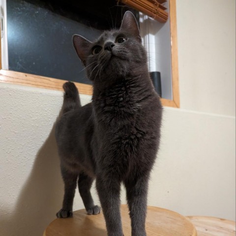 Pinata--In Foster ***ADOPTION PENDING***, an adoptable Domestic Short Hair in Fargo, ND, 58102 | Photo Image 4