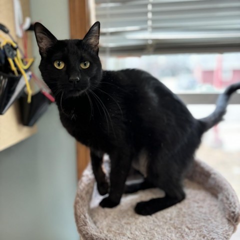 Selina--In Foster***ADOPTION PENDING***, an adoptable Domestic Short Hair in Fargo, ND, 58102 | Photo Image 2