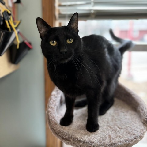 Selina--In Foster***ADOPTION PENDING***, an adoptable Domestic Short Hair in Fargo, ND, 58102 | Photo Image 5