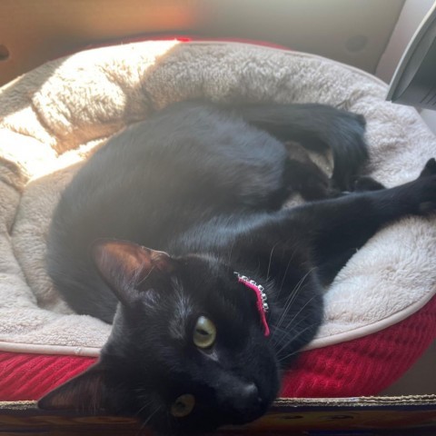 Selina--In Foster***ADOPTION PENDING***, an adoptable Domestic Short Hair in Fargo, ND, 58102 | Photo Image 6