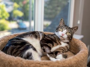 Crawly Domestic Short Hair Cat