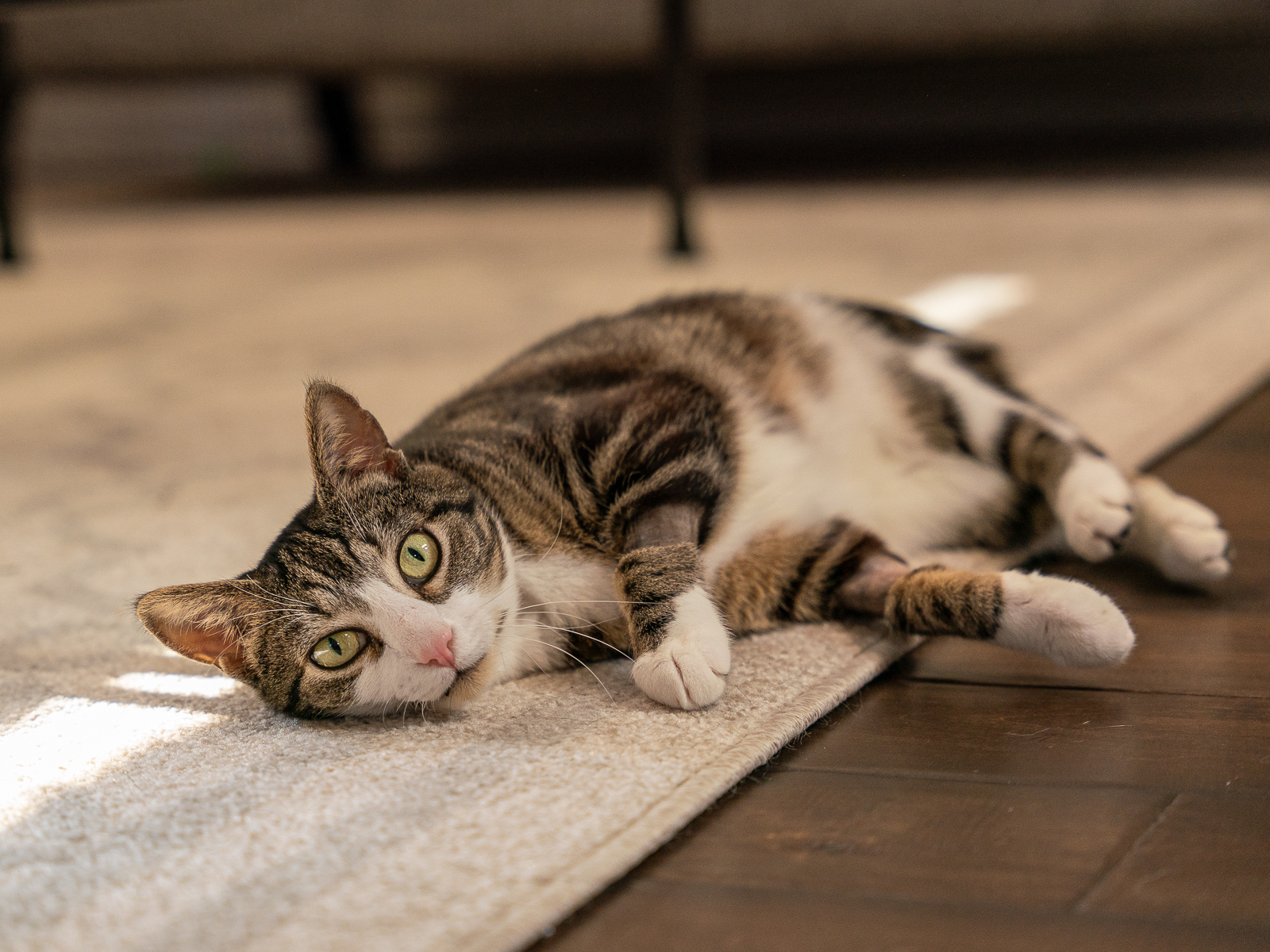 Crawly, an adoptable Domestic Short Hair in Bothell, WA, 98012 | Photo Image 3