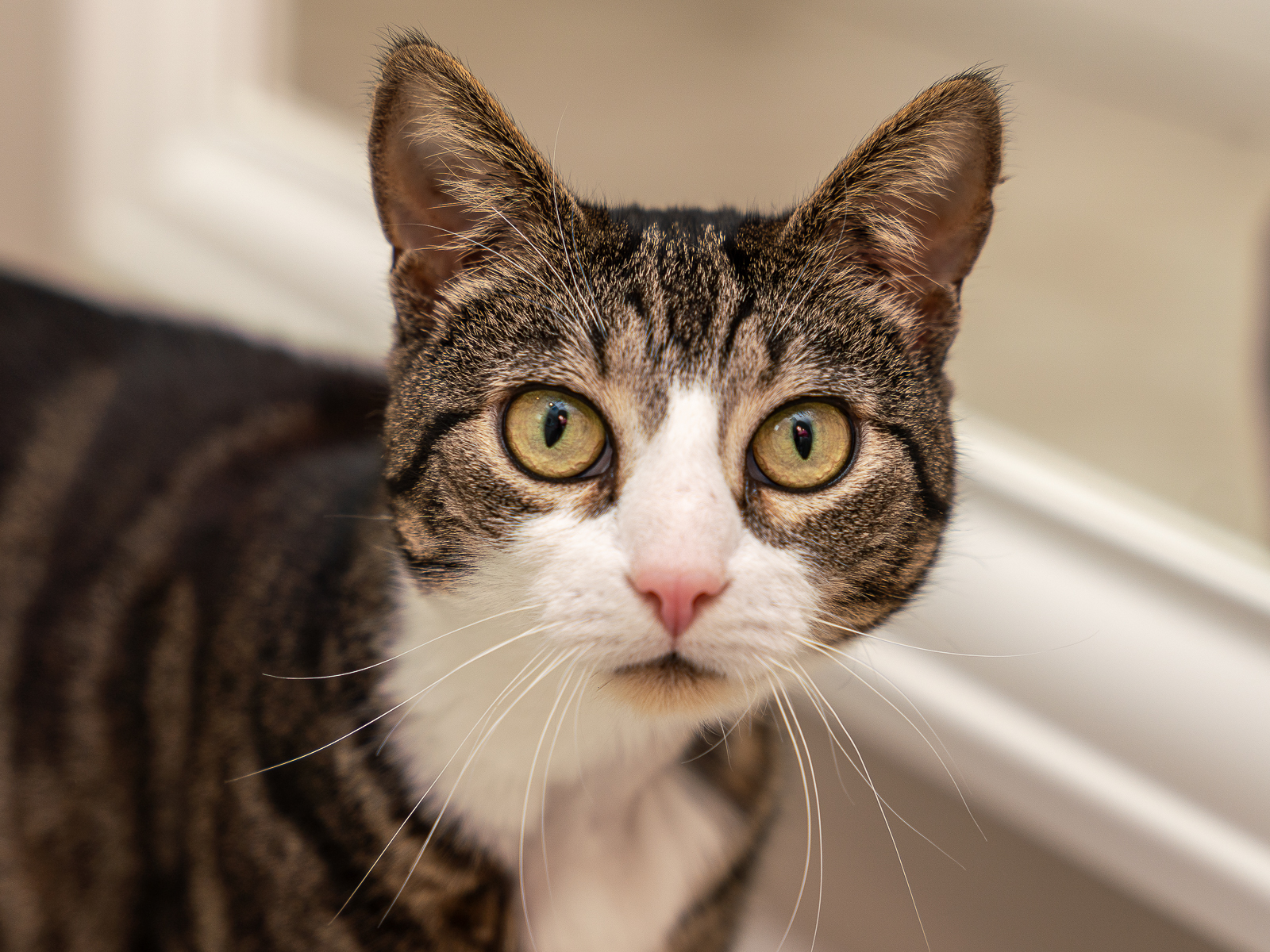 Crawly, an adoptable Domestic Short Hair in Bothell, WA, 98012 | Photo Image 4