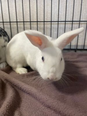 Snowy-Bonded to Coco American Rabbit