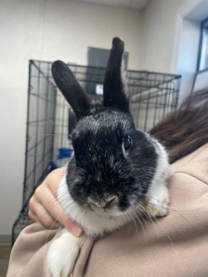Coco-Bonded to Snowy American Rabbit
