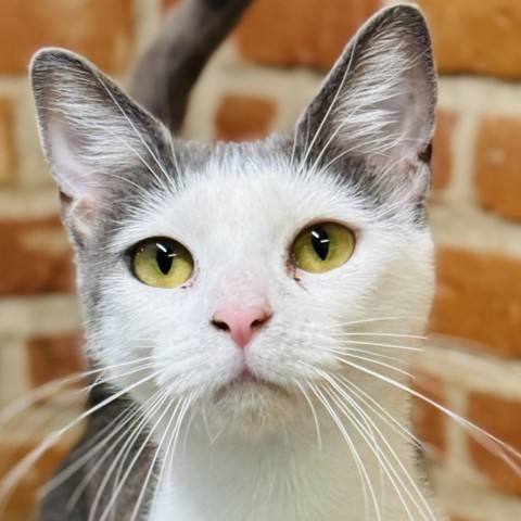 Payton, an adoptable Domestic Short Hair in Redwood Valley, CA, 95470 | Photo Image 1