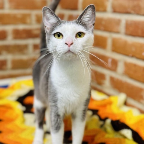 Payton, an adoptable Domestic Short Hair in Redwood Valley, CA, 95470 | Photo Image 2