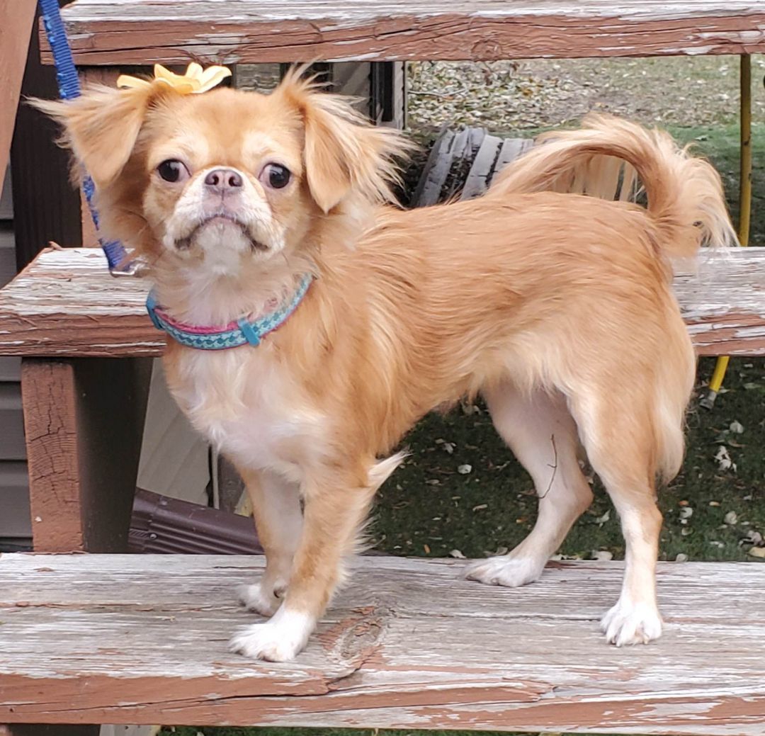 Coco, an adoptable Pekingese, Shih Tzu in Anoka, MN, 55303 | Photo Image 2