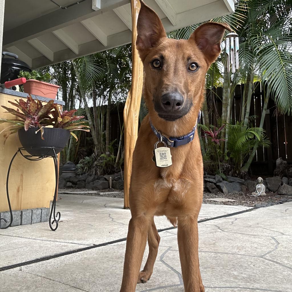 Cayenne, an adoptable Whippet in Keaau, HI, 96749 | Photo Image 1