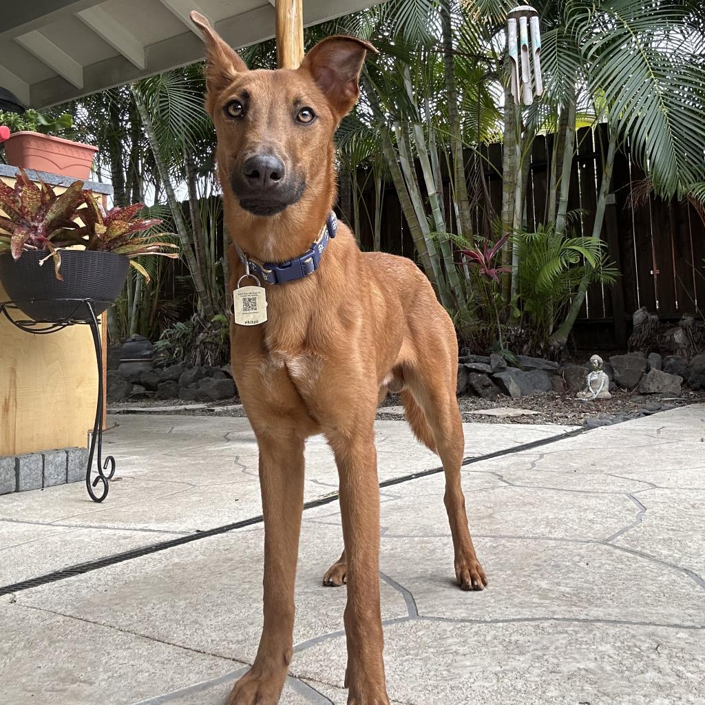 Cayenne, an adoptable Whippet in Keaau, HI, 96749 | Photo Image 2