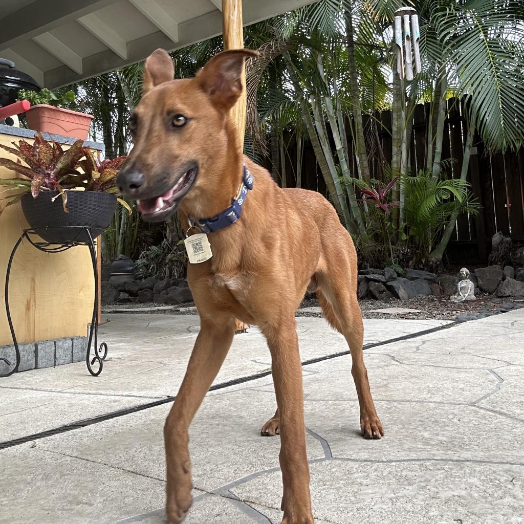 Cayenne, an adoptable Whippet in Keaau, HI, 96749 | Photo Image 3