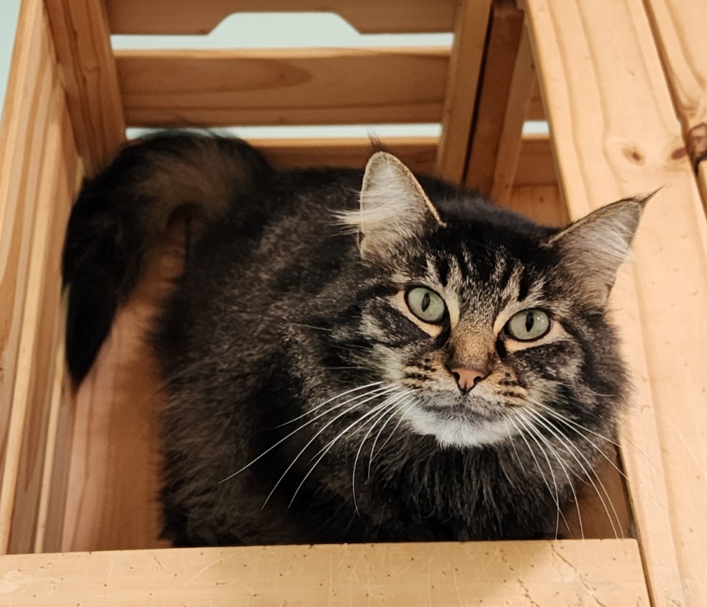 Margarita, an adoptable Domestic Medium Hair in Gold Beach, OR, 97444 | Photo Image 1