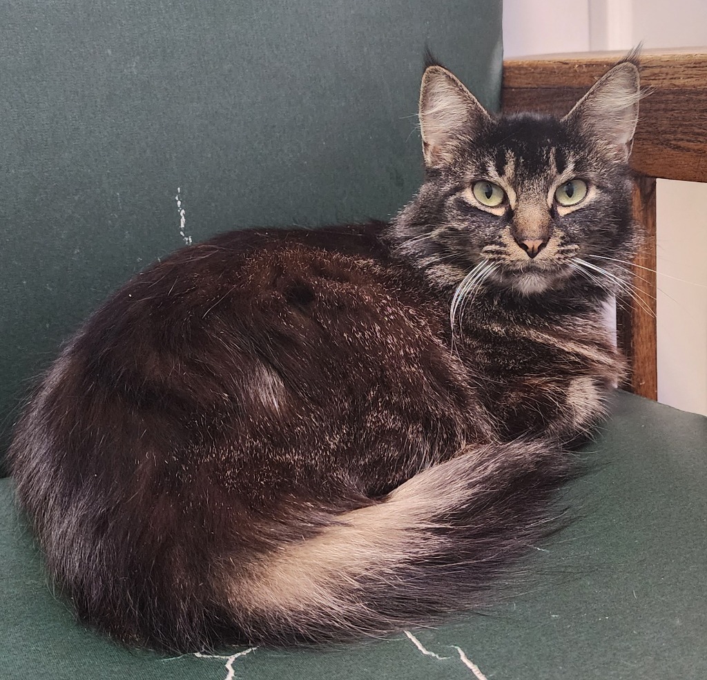 Mimosa, an adoptable Domestic Medium Hair in Gold Beach, OR, 97444 | Photo Image 2