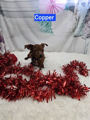 Copper Miniature Pinscher Dog