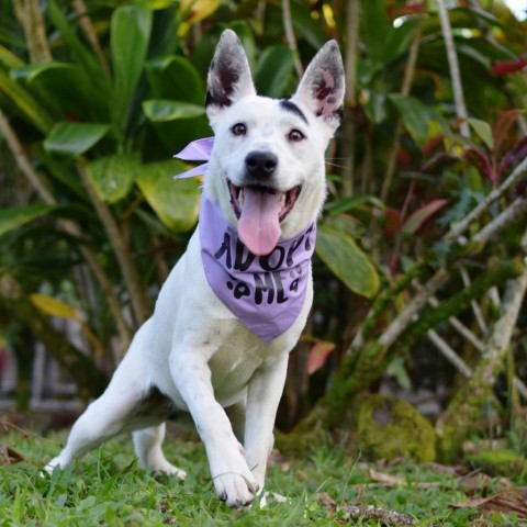 Dottie, an adoptable Mixed Breed in Kailua Kona, HI, 96740 | Photo Image 1