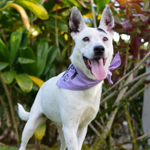 Dottie, an adoptable Mixed Breed in Kailua Kona, HI, 96740 | Photo Image 2