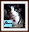 FINN photo 3
