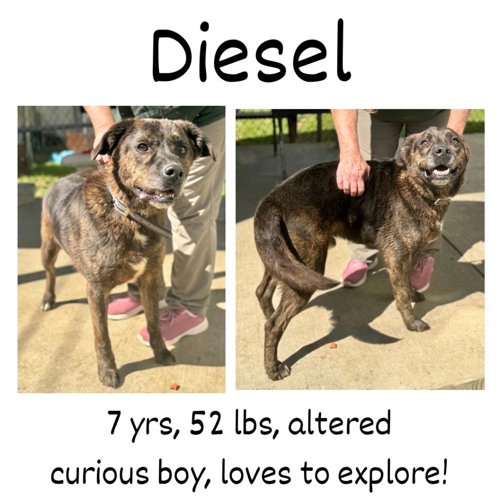 Diesel detail page