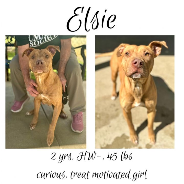 Elsie 1