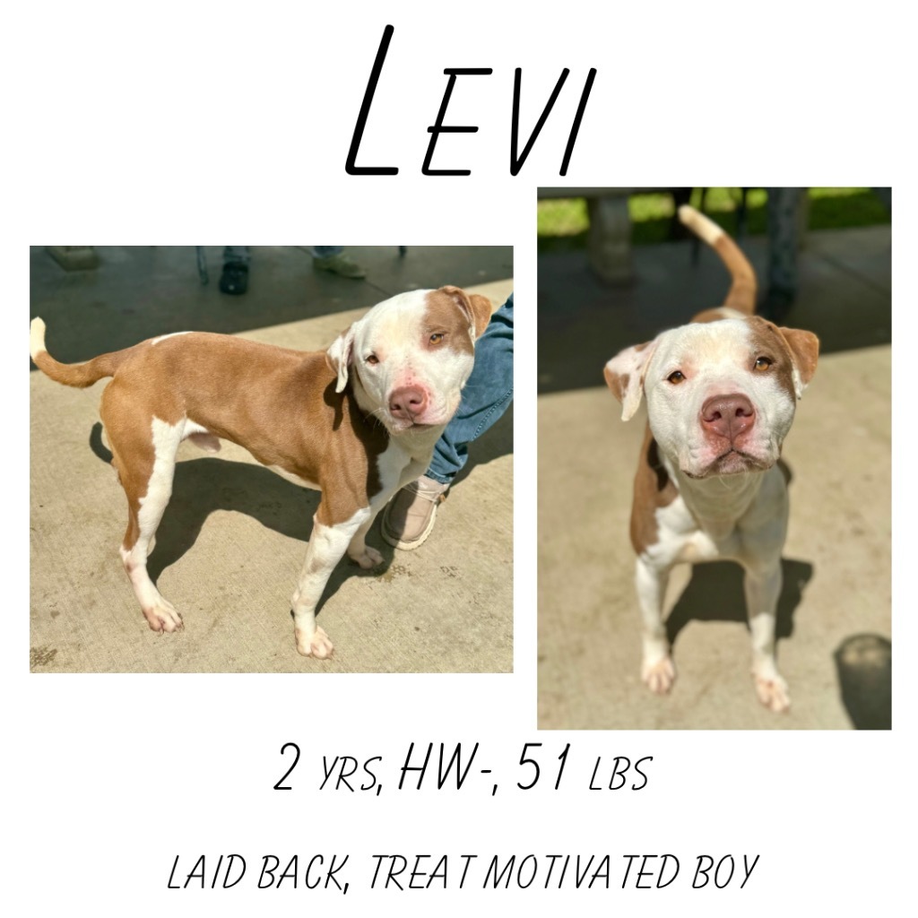 Levi detail page