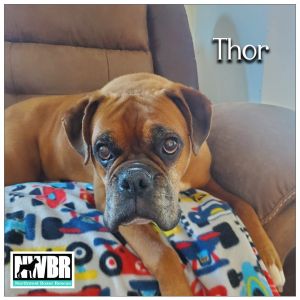 Thor 8 YO 66 Pounds Older Kid Friendly Crate  Leash Trained Fostered in Burien