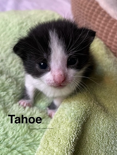 TAHOE Kitten (m)