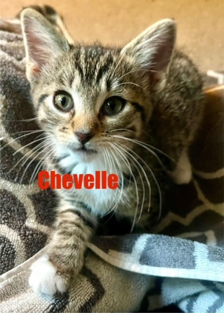 CHEVELLE Kitten