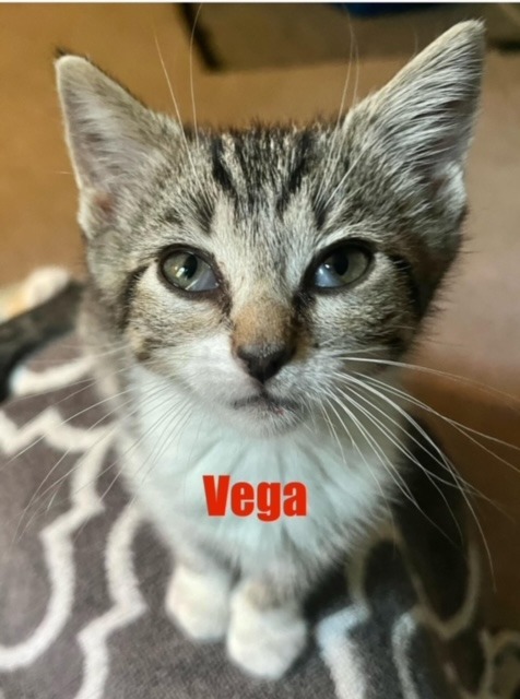 VEGA Kitten (f) 1