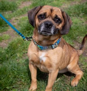 Meet the squishy Diddy Diddy is a 7 year old 28lbs puggle mix from the Bronx We received Diddy as
