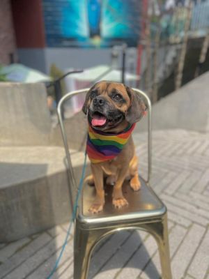 Meet the adorable Albert This 7-year-old 28-pound puggle mix from the Bronx is now eligible for fo