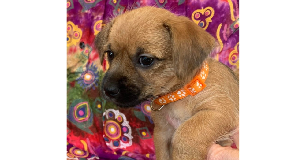 Mojito - orange collar