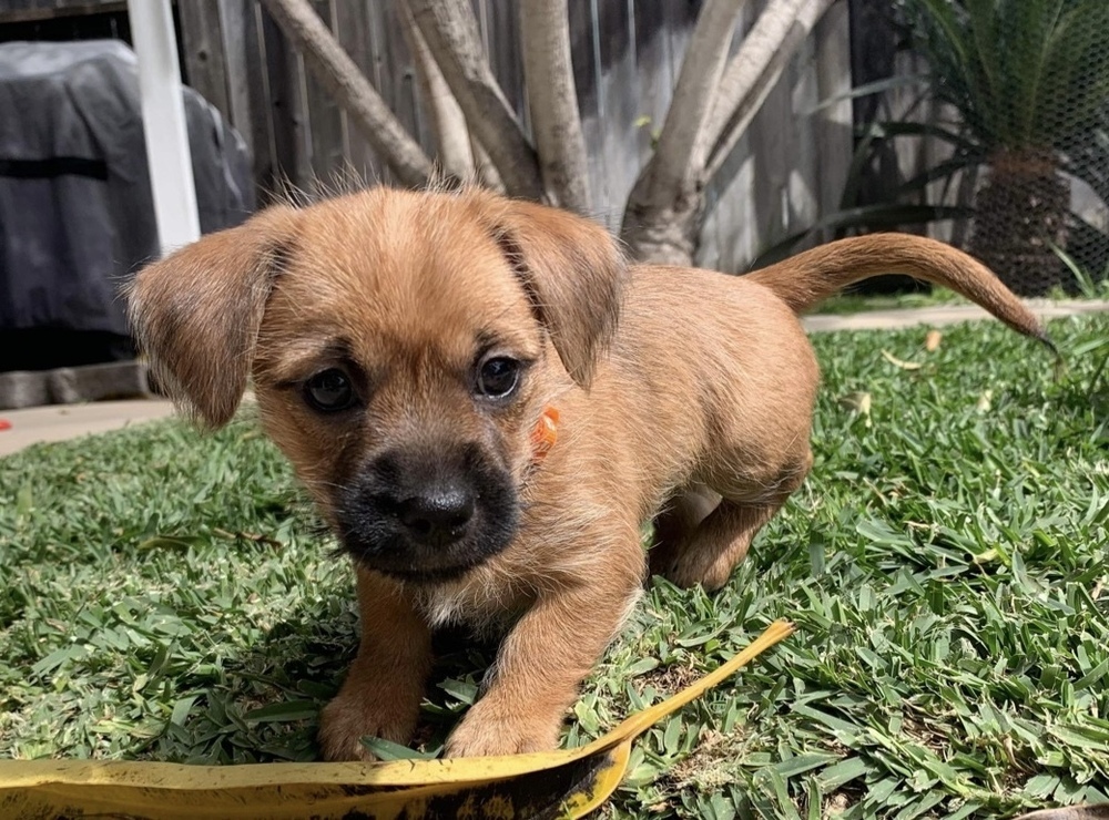 Mojito - orange collar