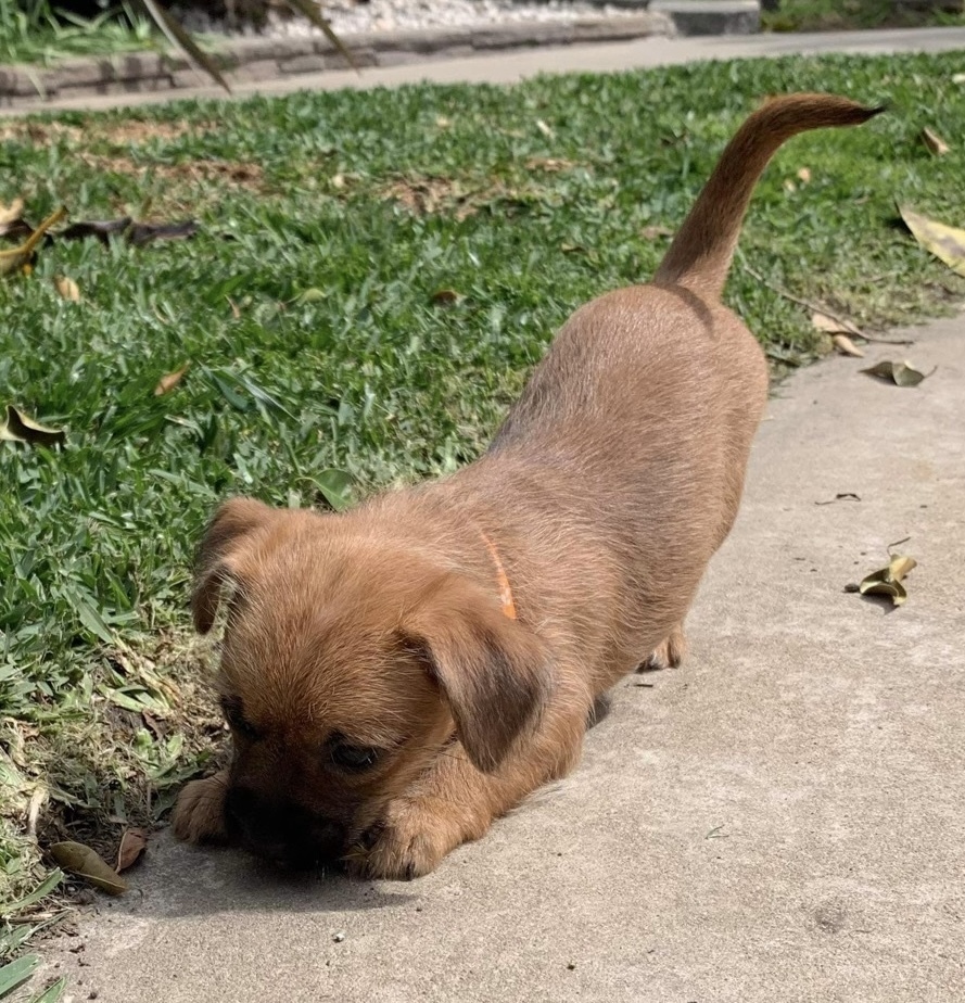 Mojito - orange collar