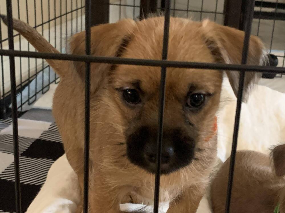 Mojito - orange collar