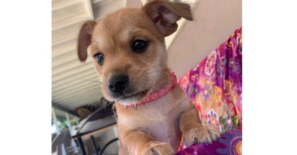 Mai Tai - pink collar