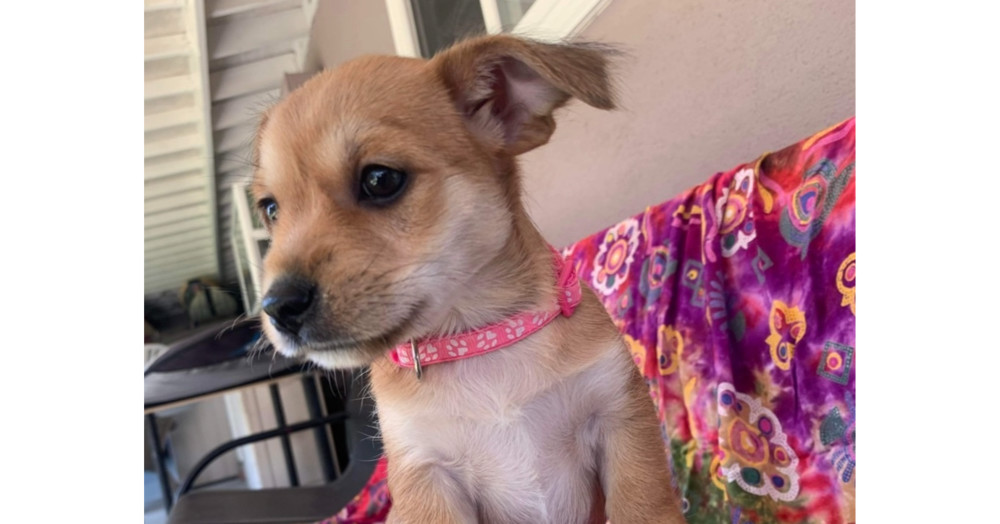 Mai Tai - pink collar