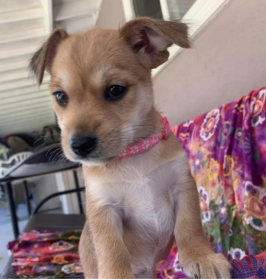 Mai Tai - pink collar