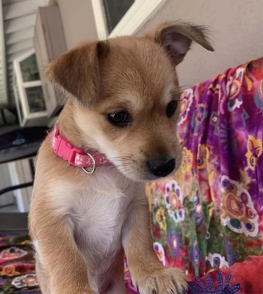 Mai Tai - pink collar