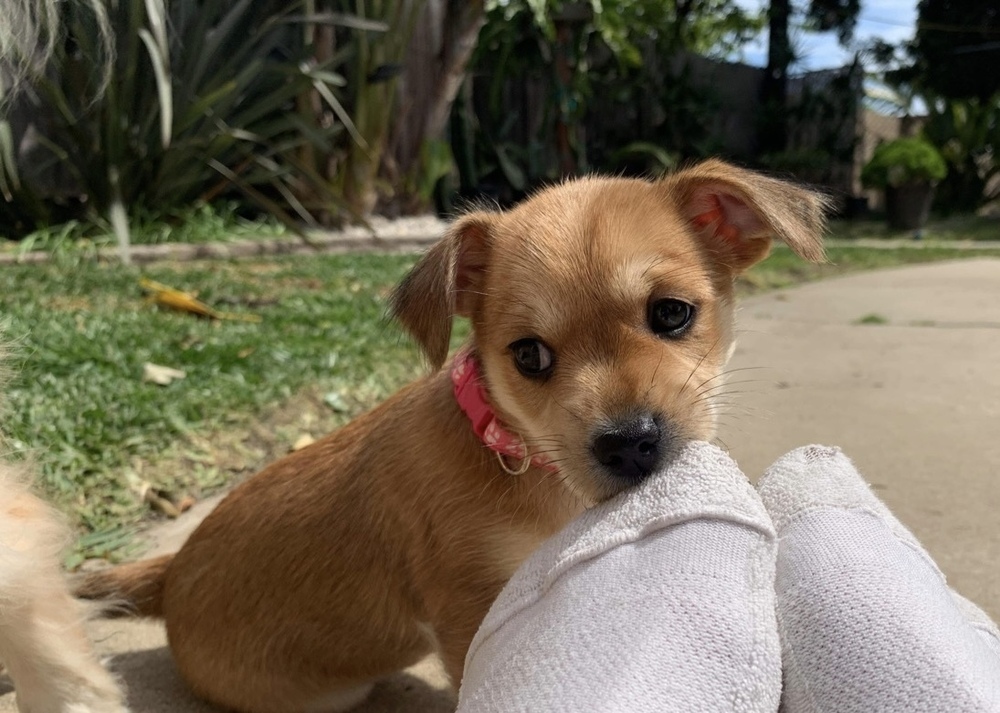 Mai Tai - pink collar