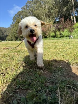 Meet our adorable poodle mix At about one year old this grey and white sweethe