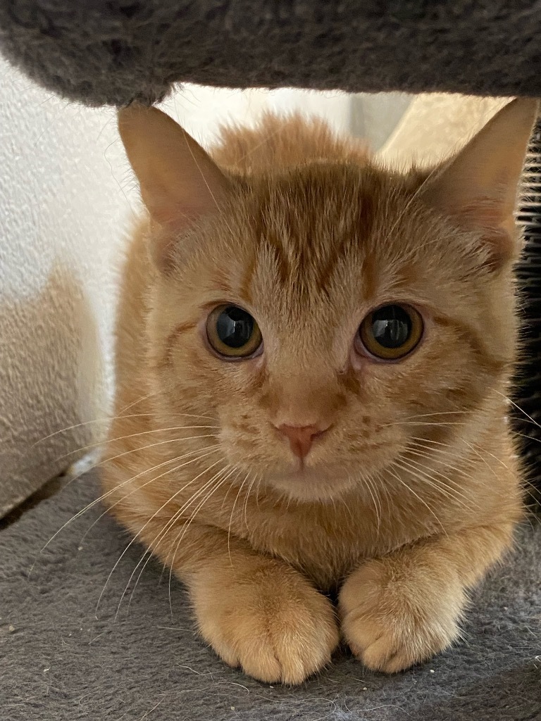 TNT, an adoptable Domestic Short Hair in Corpus Christi, TX, 78415 | Photo Image 1