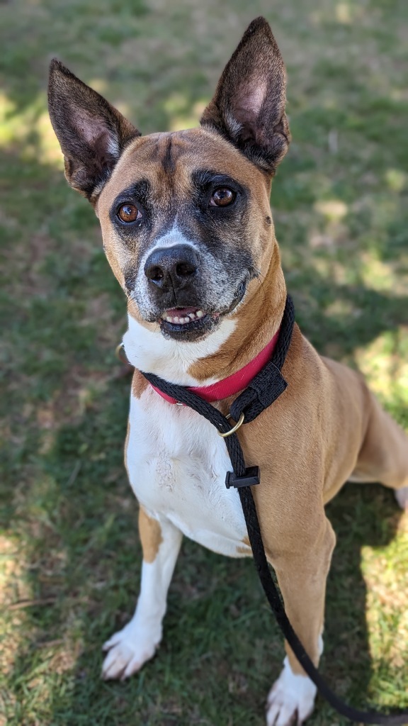 Dog for adoption - Pyro/ Socks, a Boxer & Pit Bull Terrier Mix in ...