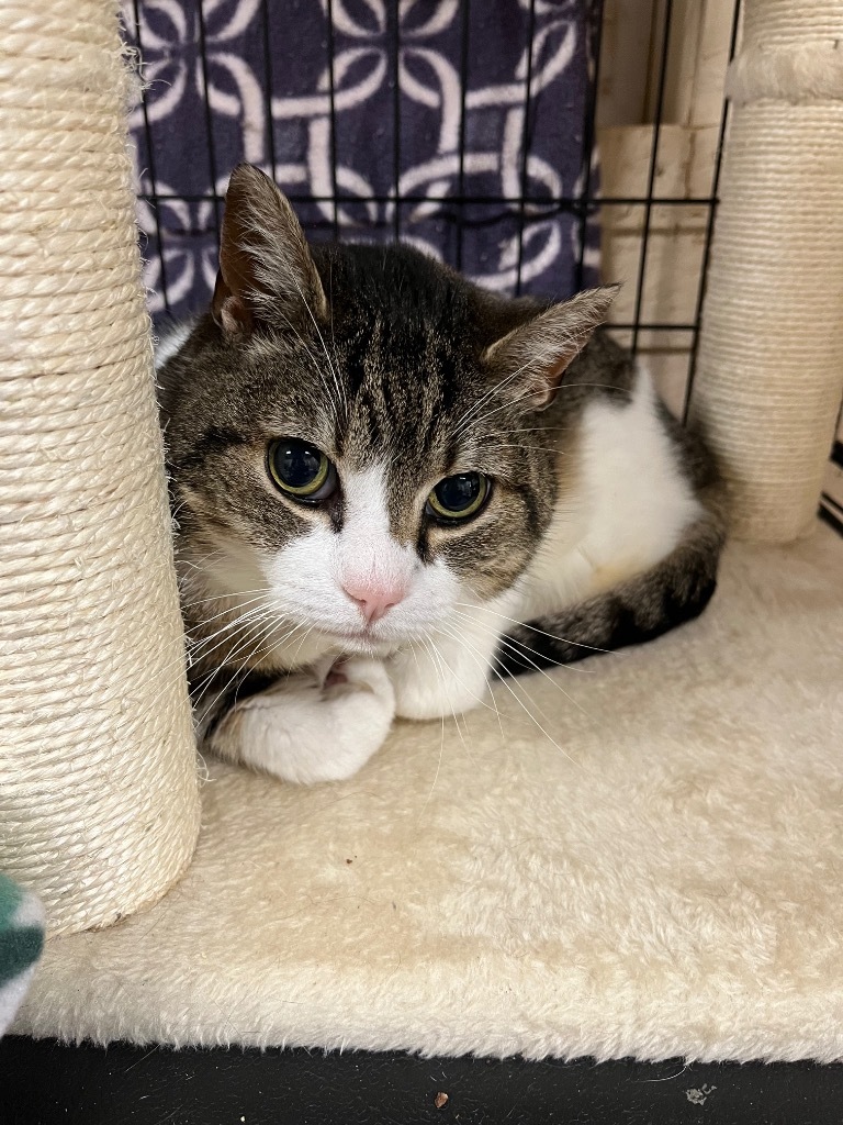 Pudge, an adoptable Domestic Short Hair in Sherwood, OR, 97140 | Photo Image 1